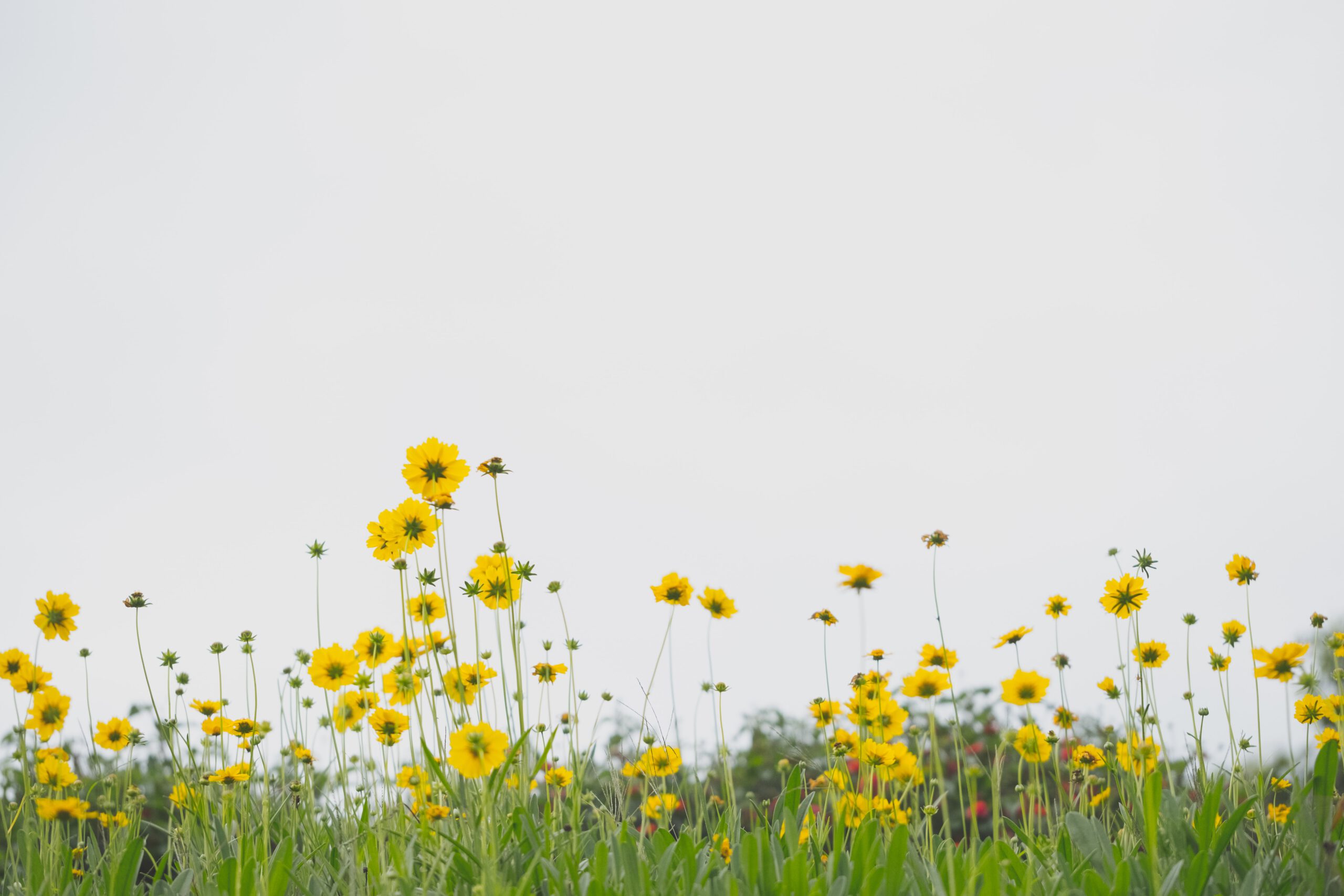Ein Blumenfeld als Symbol für die Slowflower-Bewegung