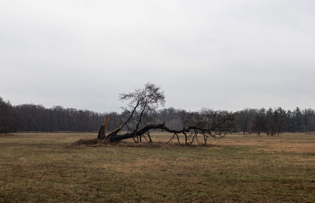 Das Bild zeigt einem umgefallenen alten Baum auf einer Wiese im Mönchbruch