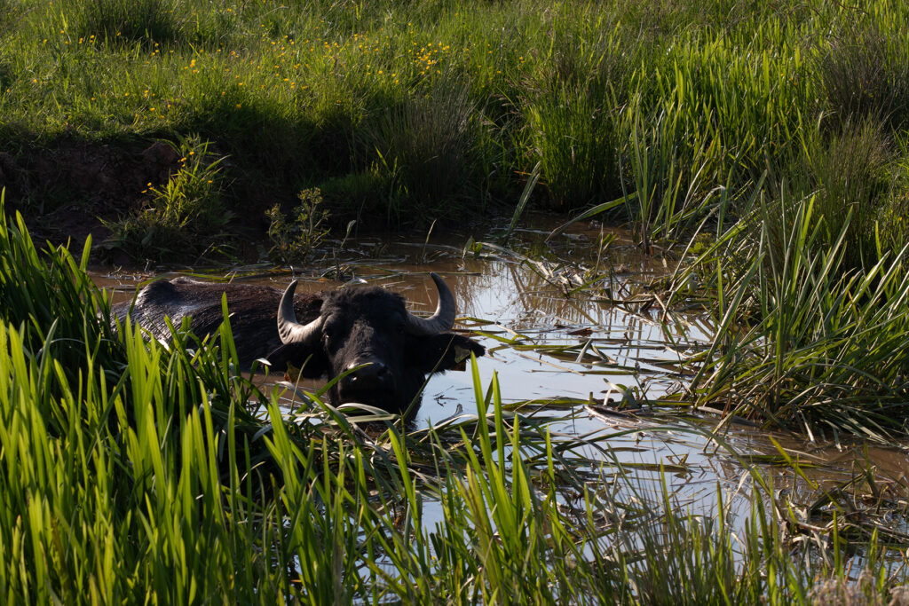 ein badender Wasserbüffel