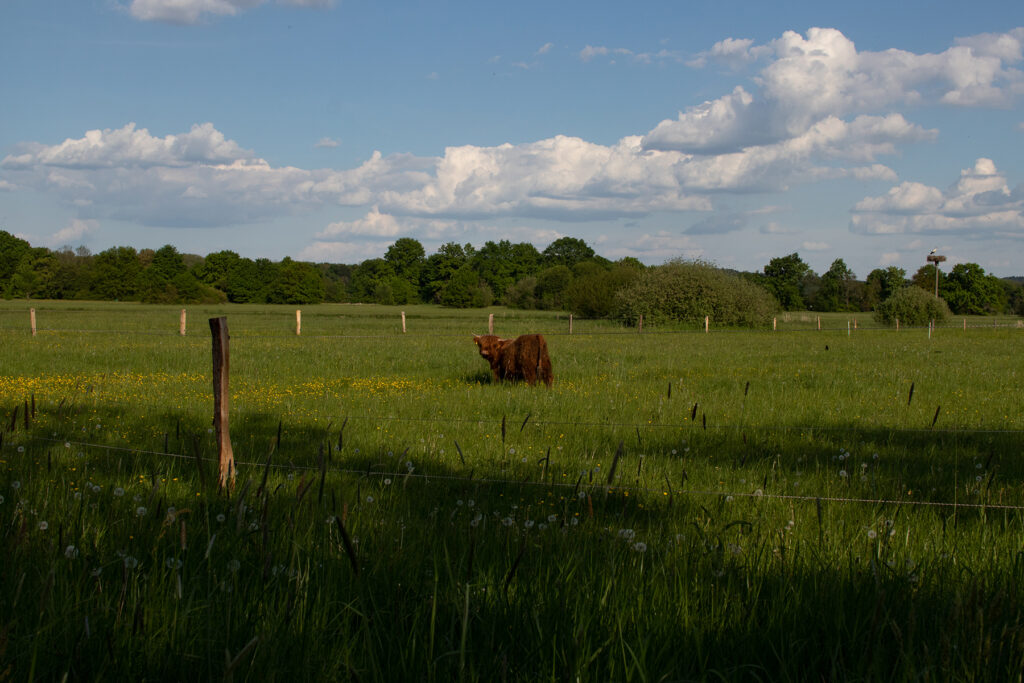 ein Galloway-Rind im Naturschutzgebiet Erlensee