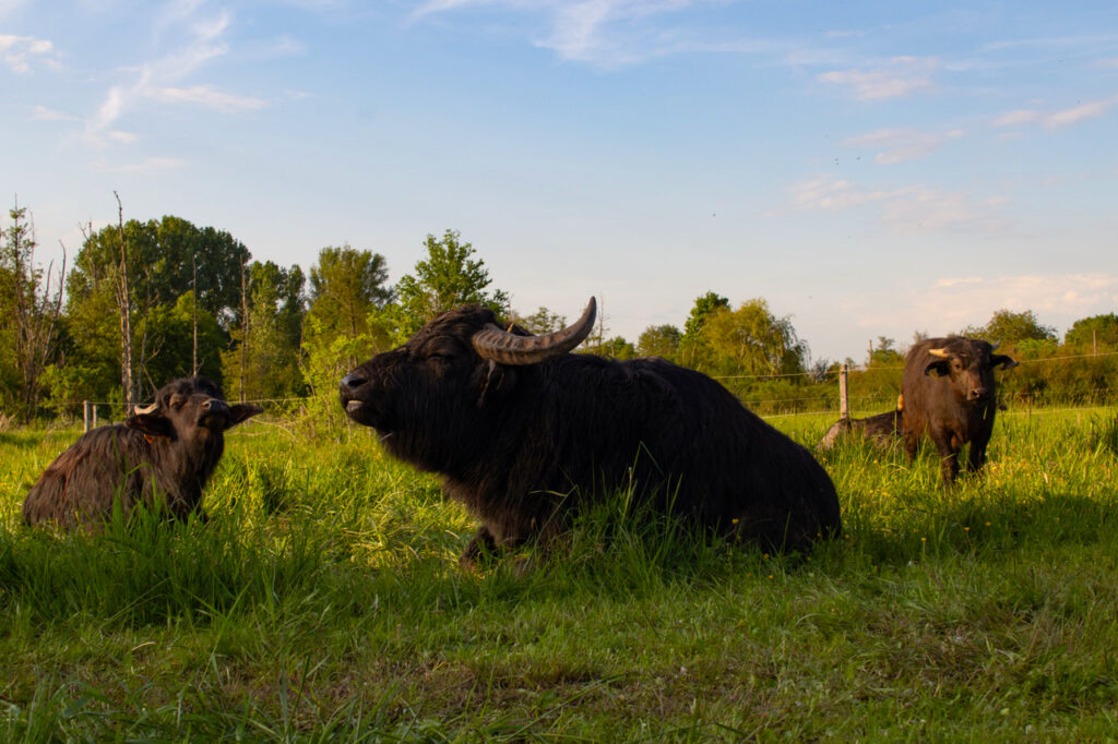 mehrere Wasserbüffel sitzen im Gras