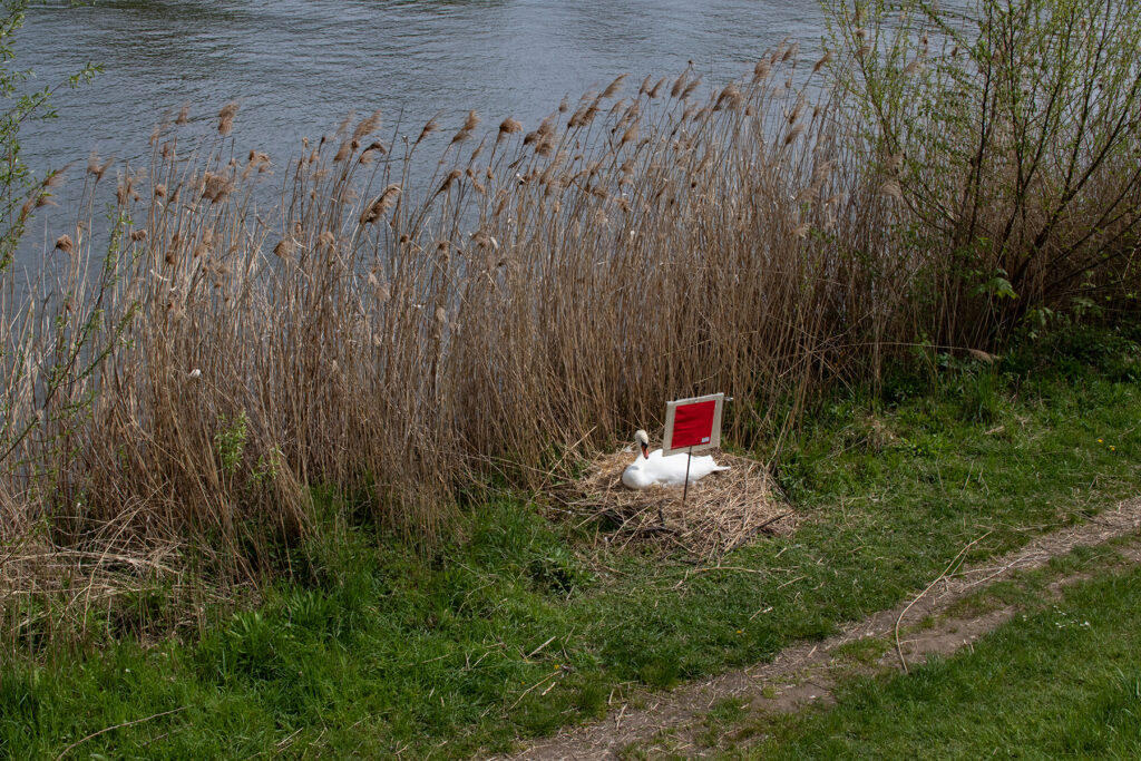 Ein Schwan brütet im späten April unmittelbar an einem kleinen Fußweg am Ufer des Mains. Vor dem Nest ist ein Schild angebracht "Nicht stören". Hier brütet ein Schwan."