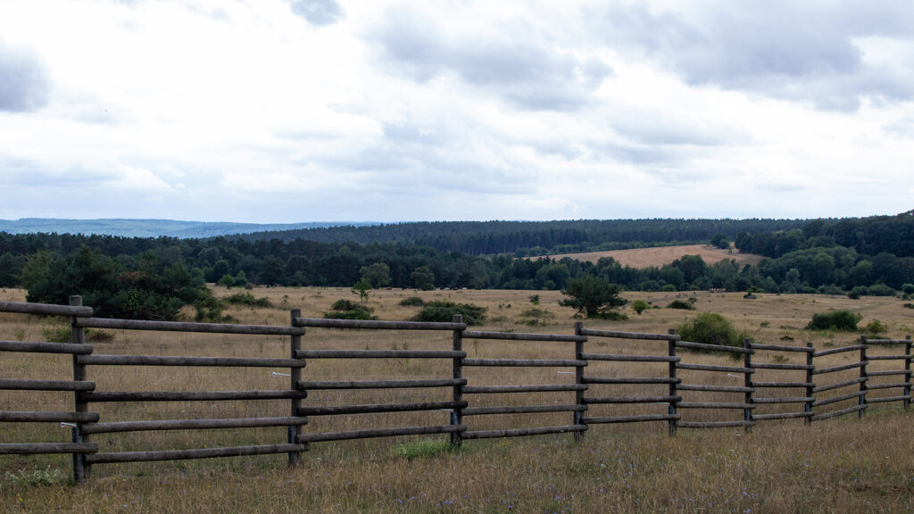 Blick über das Naturschutzgebiet Schweinheim. Hier lebt eine Herde Przewalski-Pferde