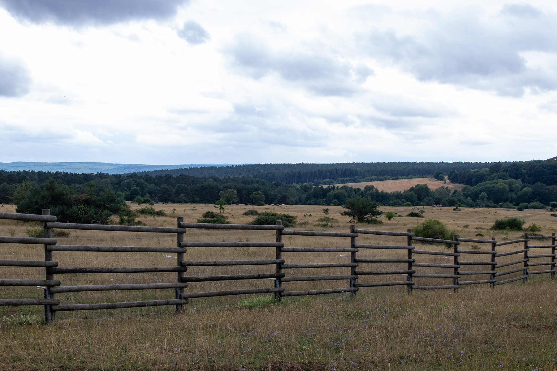 Blick über das Naturschutzgebiet Schweinheim. Hier lebt eine Herde Przewalski-Pferde